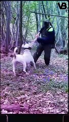 THE MOST BANNED DOG BREEDS ☠ #shorts