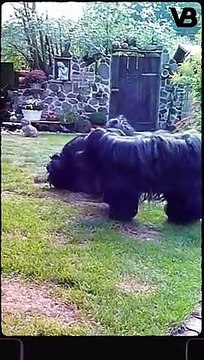 TOP EXOTIC DOG BREEDS #shorts