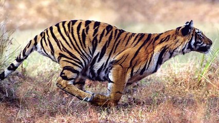 What if Predators Mate With Their Prey