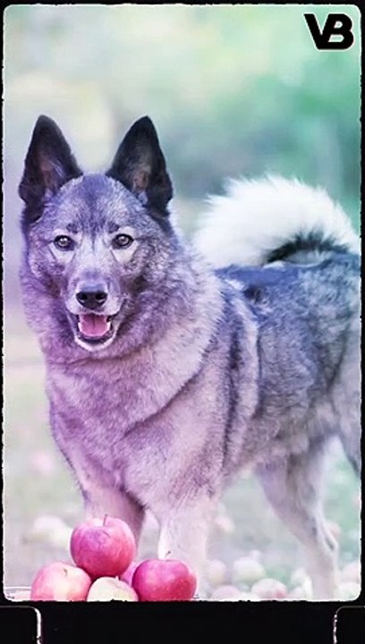 MOST UNKNOWN SPITZ BREEDS #shorts