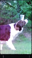 Truly Unbelievable Abilities Dogs Have  #shorts