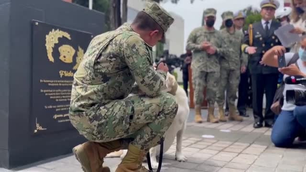 México levanta una estatua en honor a una perra de rescate veterana