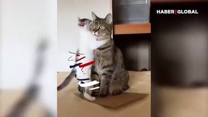 Yavrusuyla ilgilenmeyip uzaklara dalan anne kedinin gülümseten komik anları