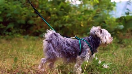 These Dogs Can't Live Without Humans