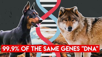 These 10 Dogs Can Cause The Most Damage