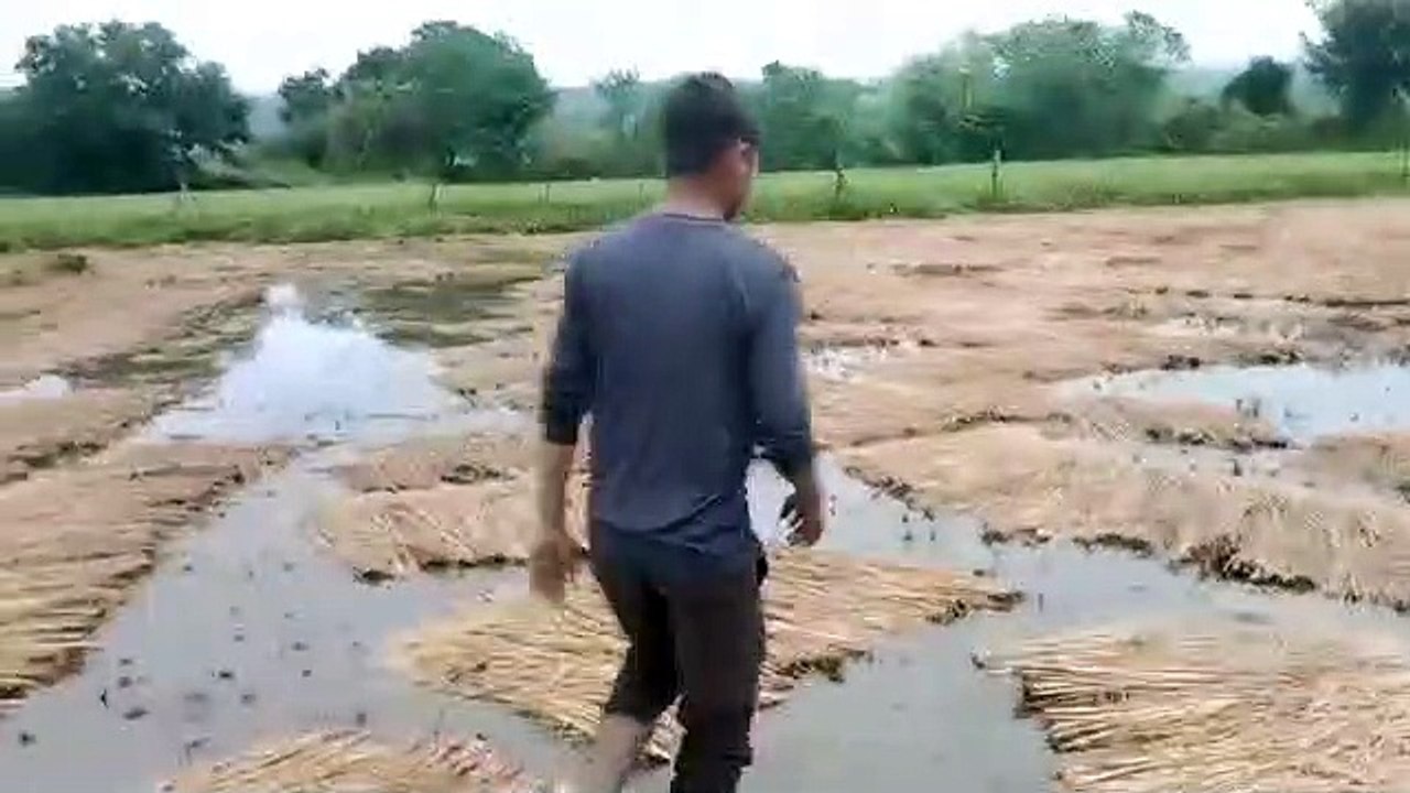 Video : जिले में हुई बारिश ने किसानों के अरमानों पर फेरा पानी
