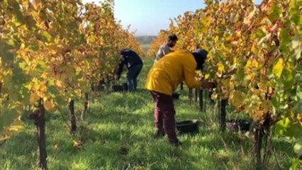 ¿Normandía, región vitícola? El calentamiento global podría hacerlo realidad