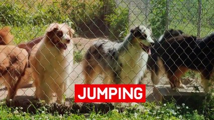 The 10 Most Cuddly Dog Breeds