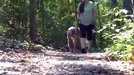 These Are 10 Most Independent Dog Breeds