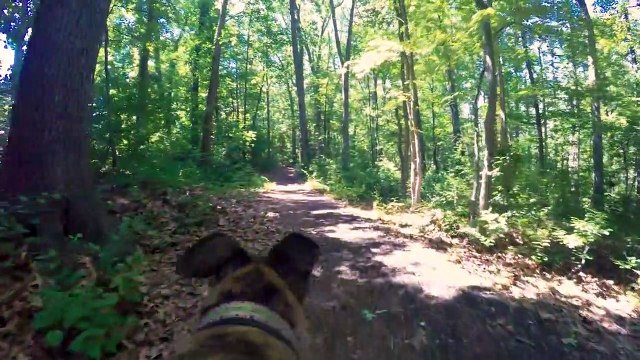 These Are The 10 Hardest Dog Breeds To Train