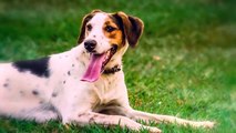 Top 10 Most and Least Popular Dog Breeds