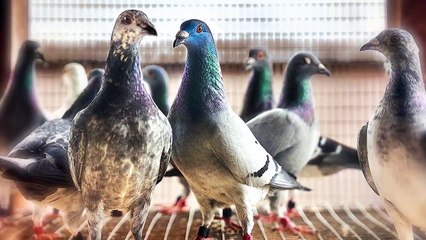 Top 10 Fascinating Facts About Pigeons