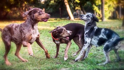 The 10 Dog Breeds With Unusual Coats or Markings