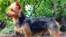 These Are The 10 Most Amazing Exotic Dog Breeds