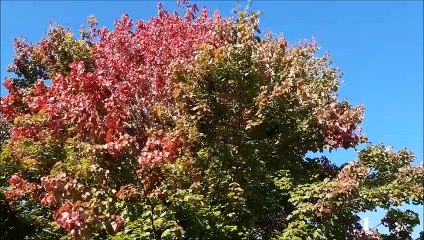 Petworth Park Autumn colours