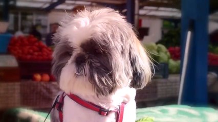 The Top 10 Look-Alike Dog Breeds