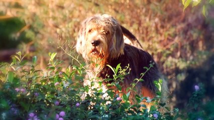 These Are 10 Best Dog Breeds For Singles