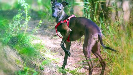 These Are 10 Coziest Dog Breeds