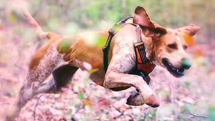 These Are Top 10 Hound Dog Breeds