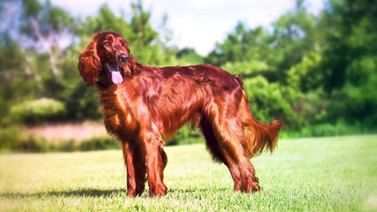 These Are Top 10 Manly Dog Breeds