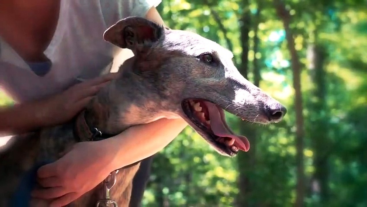 Top 10 Mellow Dog Breeds