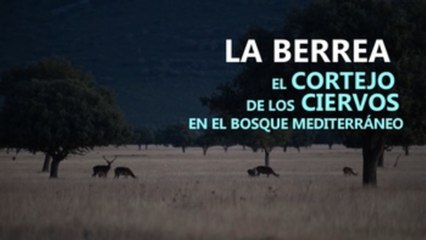 La berrea, el cortejo de los ciervos en el bosque mediterráneo