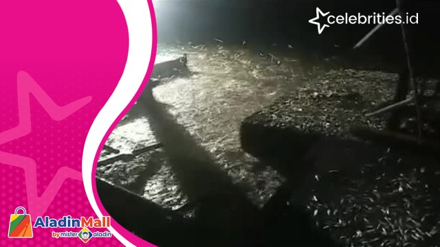 Fenomena Langka, Ribuan Ikan Berlompatan di Pinggir Pantai Lampung Selatan