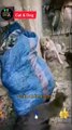 Angry Cat Squad Vs Dog Fighting Videos 2022 | Cat And Dog Fight | Cute Animals