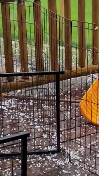 Jasper Blues Siberians Enjoying a Hail Storm