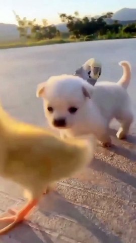 Cute Animals | Funny Cute Animals | Animals