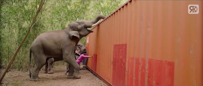 देखिये कैसे हाथियोंने की Sreenivas Bellamkonda की मदत _ South Indian Hindi Dubbed Best Scenes