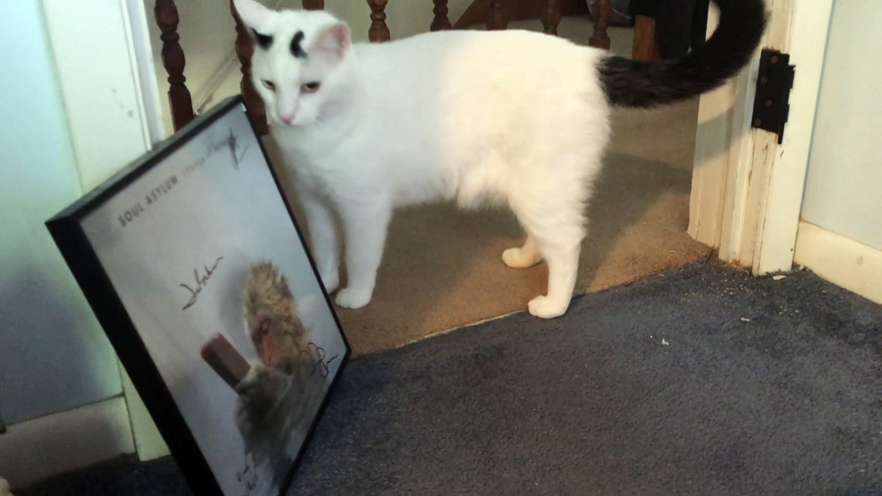 Skittish Scratching Cat