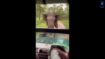 Elephant encounters probably you want to watch#elephants