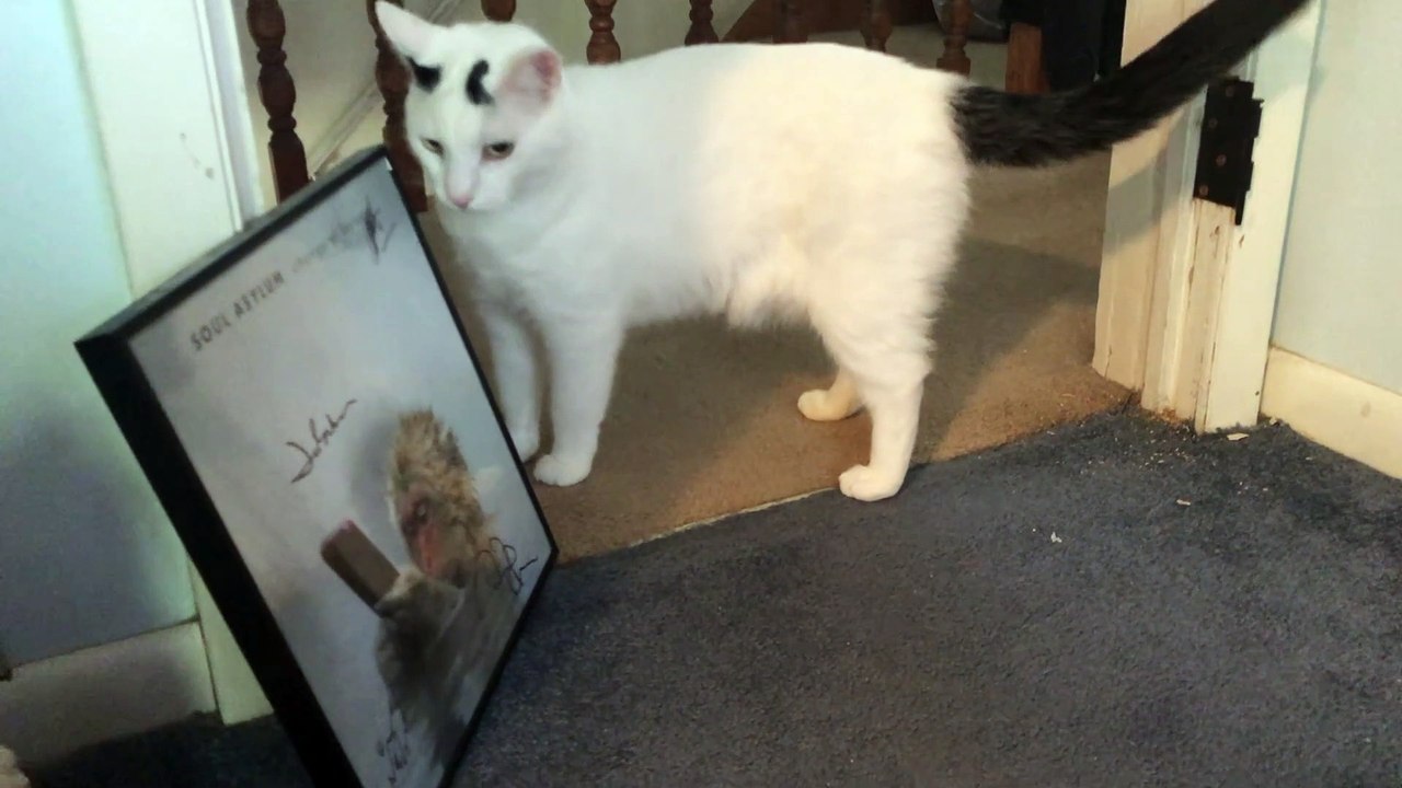 Skittish Scratching Cat