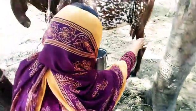 Goat milking process bakri ka doodh Urdu Hindi Village vlogs