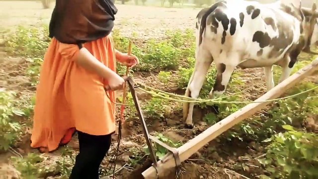 Farmer ploughing his field for next crop with help of bulls