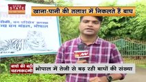 Madhya Pradesh News : Bhopal में बढ़ी बाघों की चहलकदमी | Bhopal News |