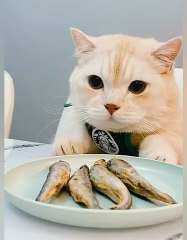 Best baby cats and dogs videos compilation #4 || #2022 #FAww