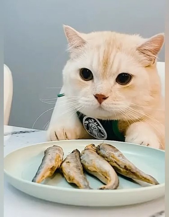 Best baby cats and dogs videos compilation #4 || #2022 #FAww