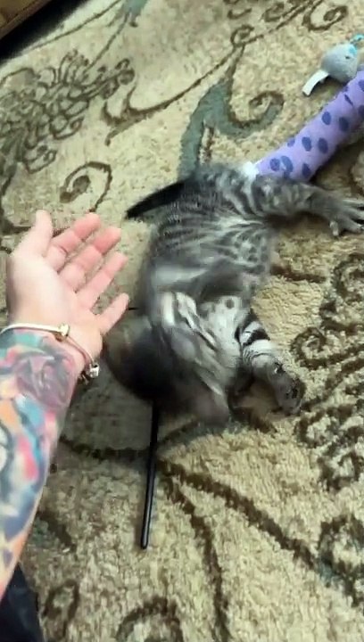 Funny Cats Fight