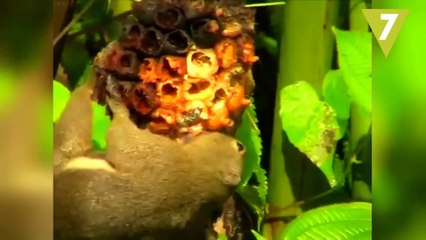 10 ANIMALES que se DROGAN