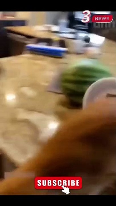 Cat and Dog Funny Clips