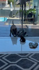 Puppy Bravely Barks at Big Dogs