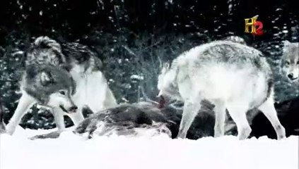 DECODIFICANDO LA HUMANIDAD T1 - 9