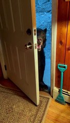 Black Bear Closing Door Likes to Fool Around