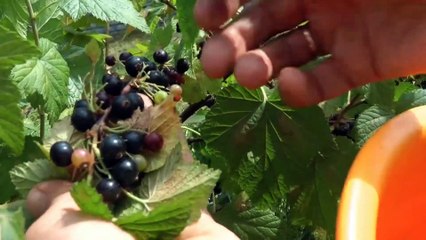 Suasana Hati Sedang tak Bagus? Coba Makan Delapan Buah Ini pasti hasilnya ....