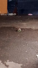 Prolifération de rats à Grenoble #France (2)