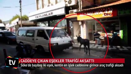 Caddeye çıkan eşekler trafiği aksattı
