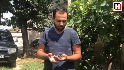 Annesiz kedi yavrularını şırıngayla besliyor