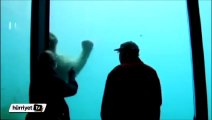 Kutup ayısı akvaryumun camını kırmaya çalıştı